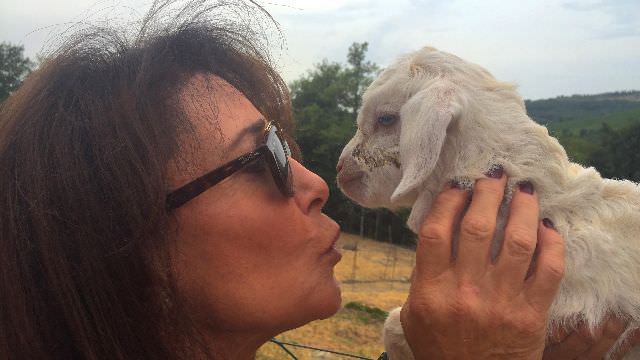 Guest giving love to Chianti cashmere goat deep in the hills of Tuscany at a local artisan's goat farm
